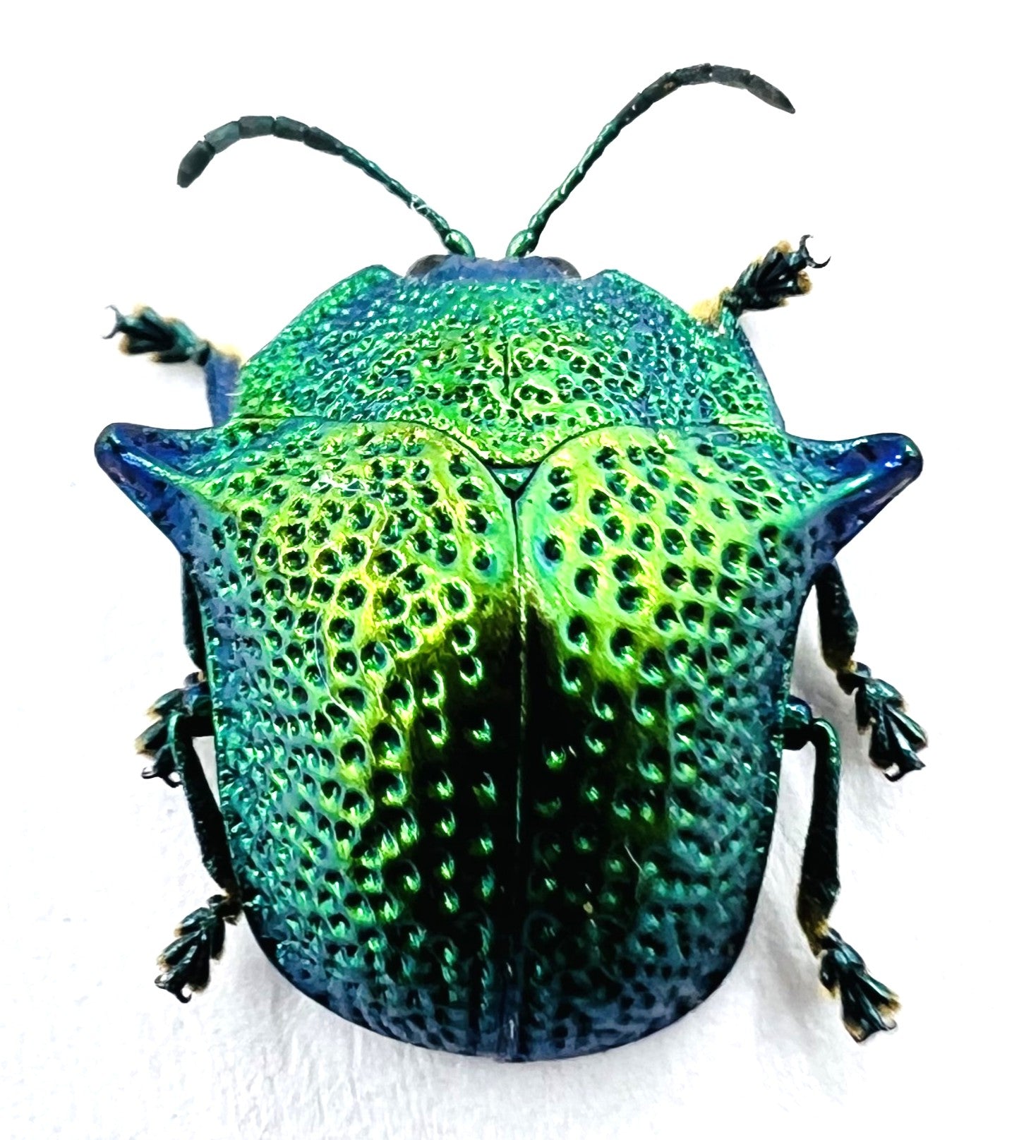 Omocerus kaboureki