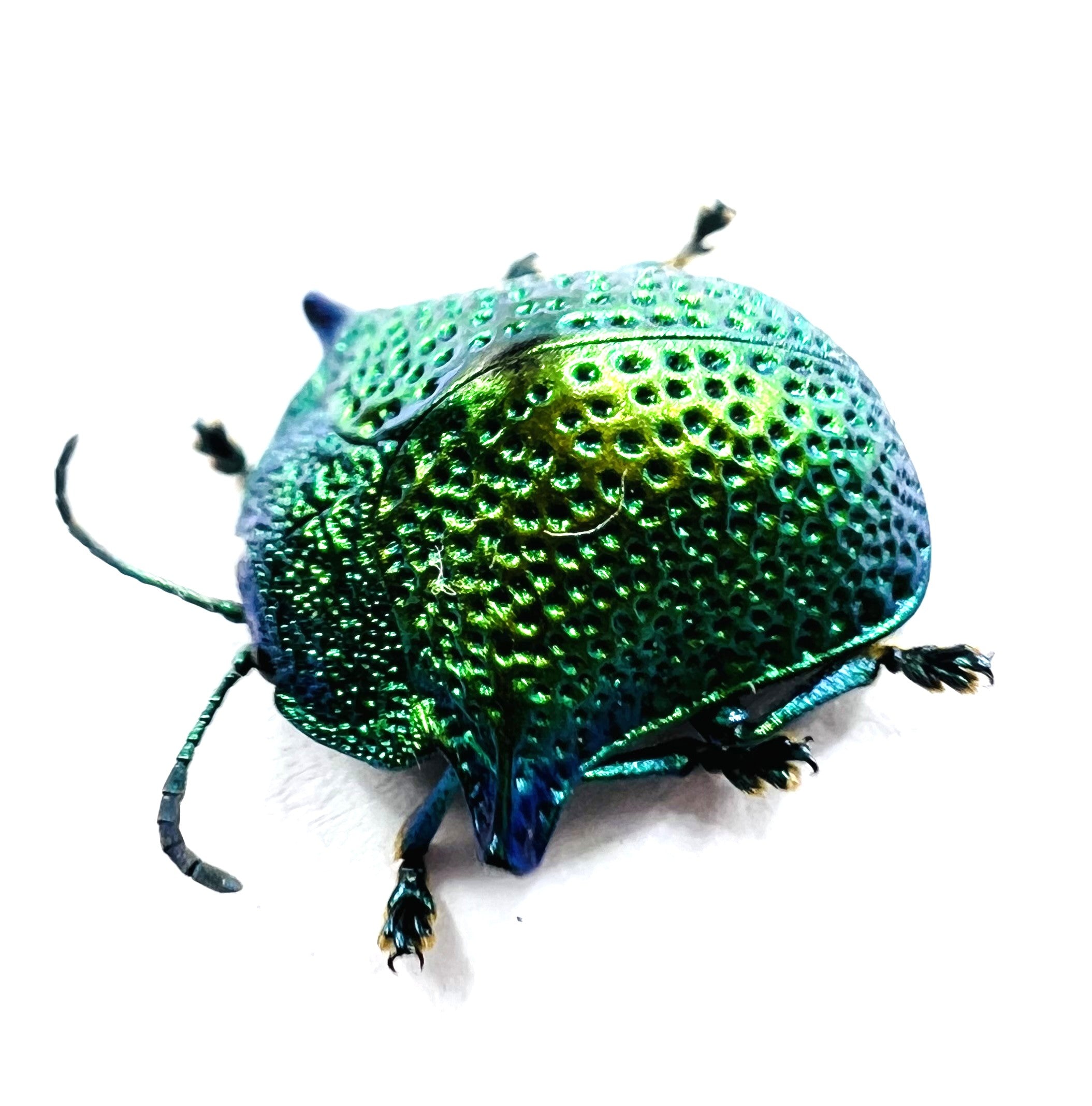 Omocerus kaboureki