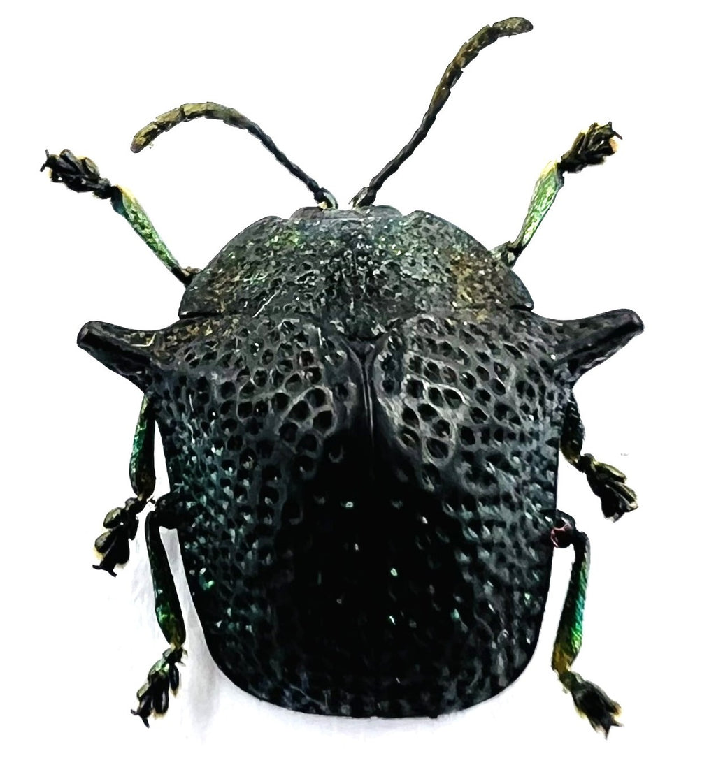 Omocerus kaboureki black form