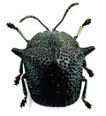 Omocerus kaboureki black form