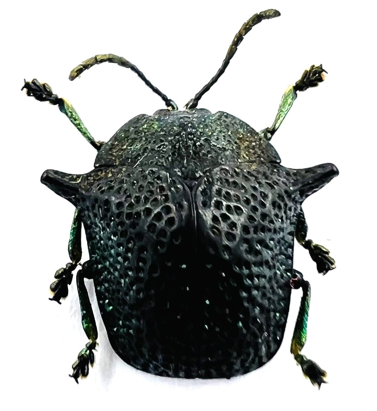 Omocerus kaboureki black form