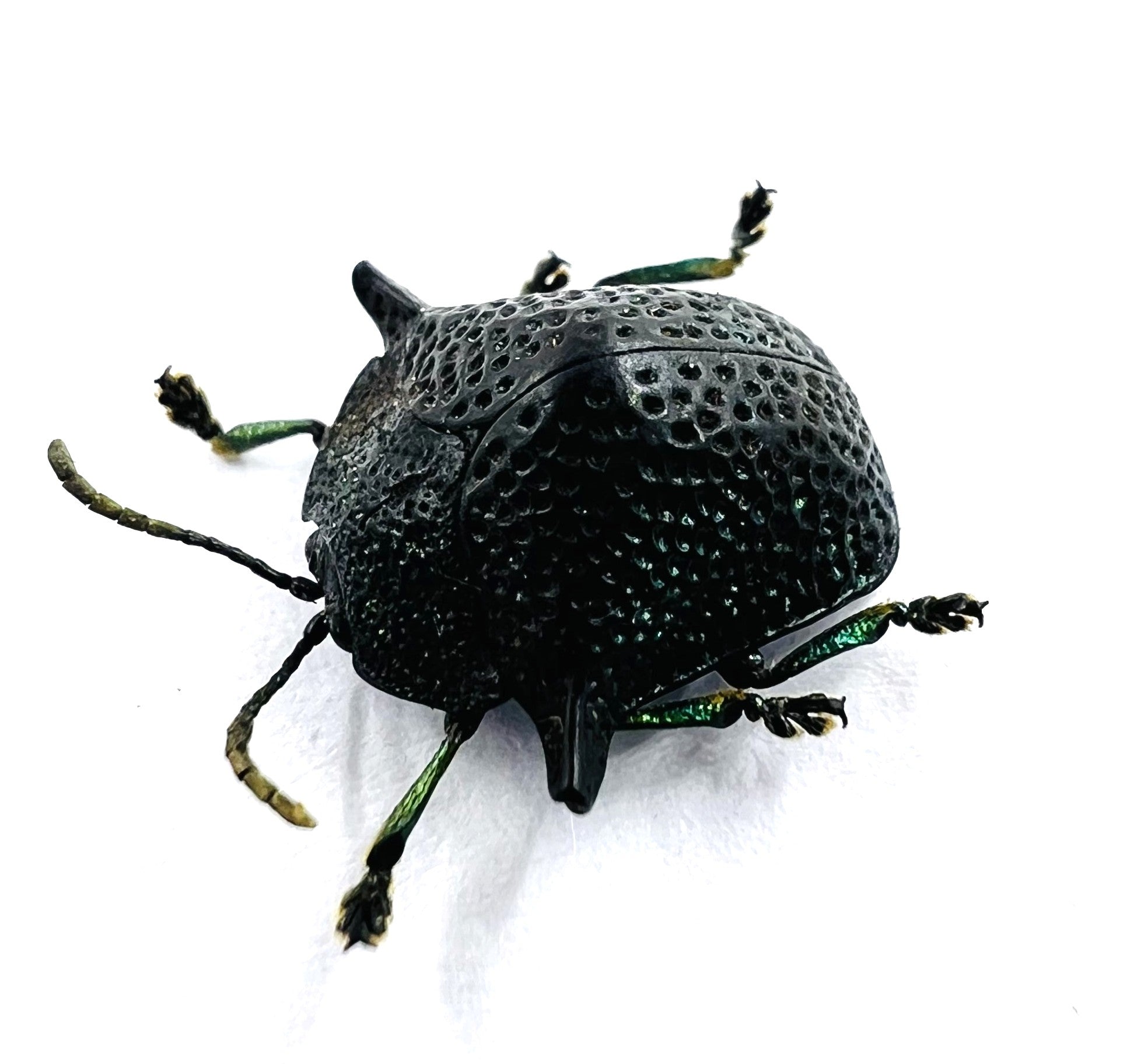 Omocerus kaboureki black form