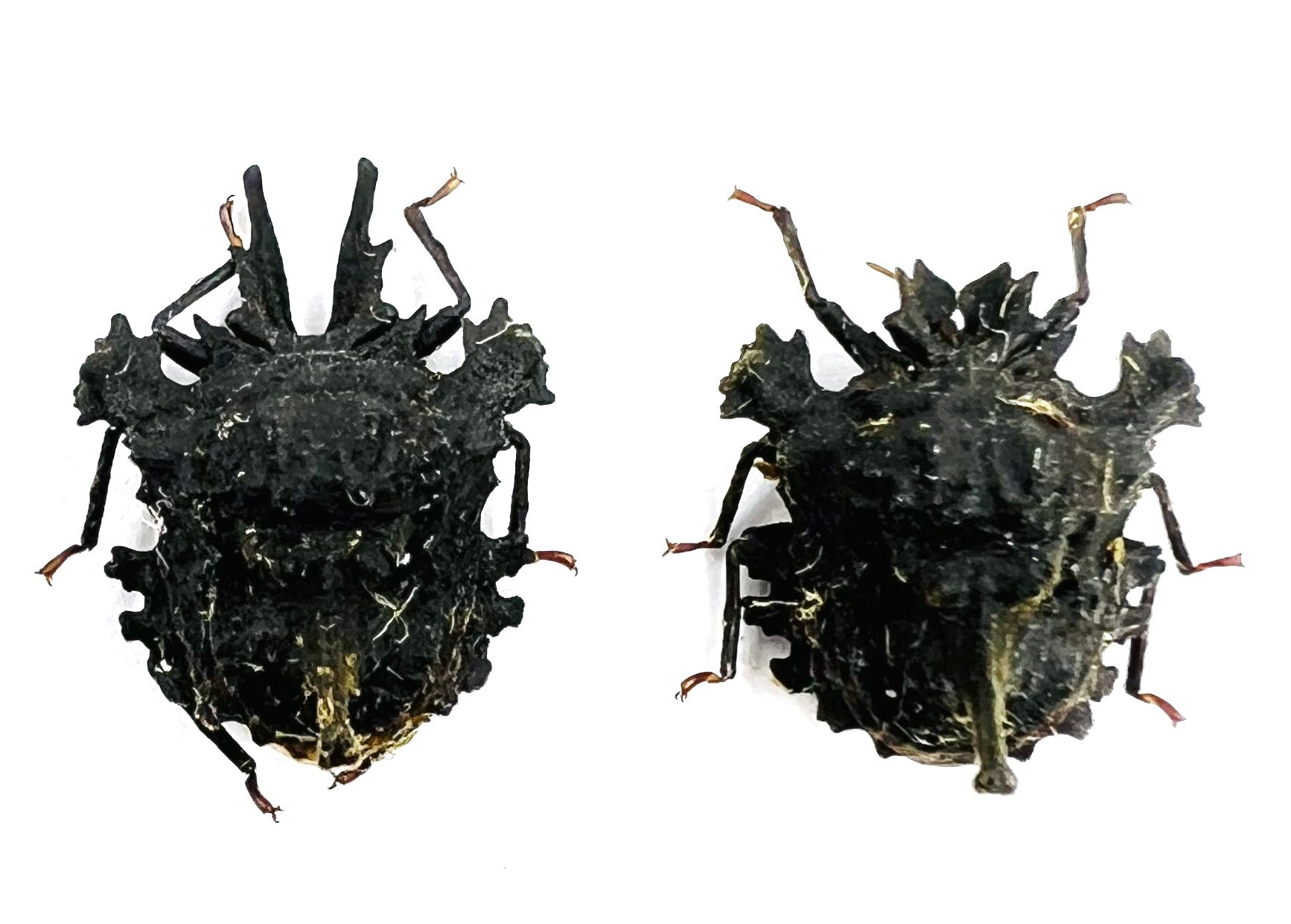 Ceratozygum horridum c