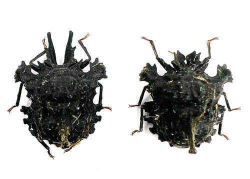 Ceratozygum horridum c