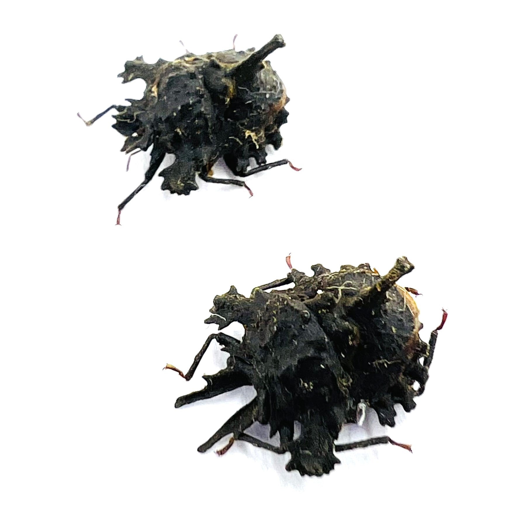Ceratozygum horridum c