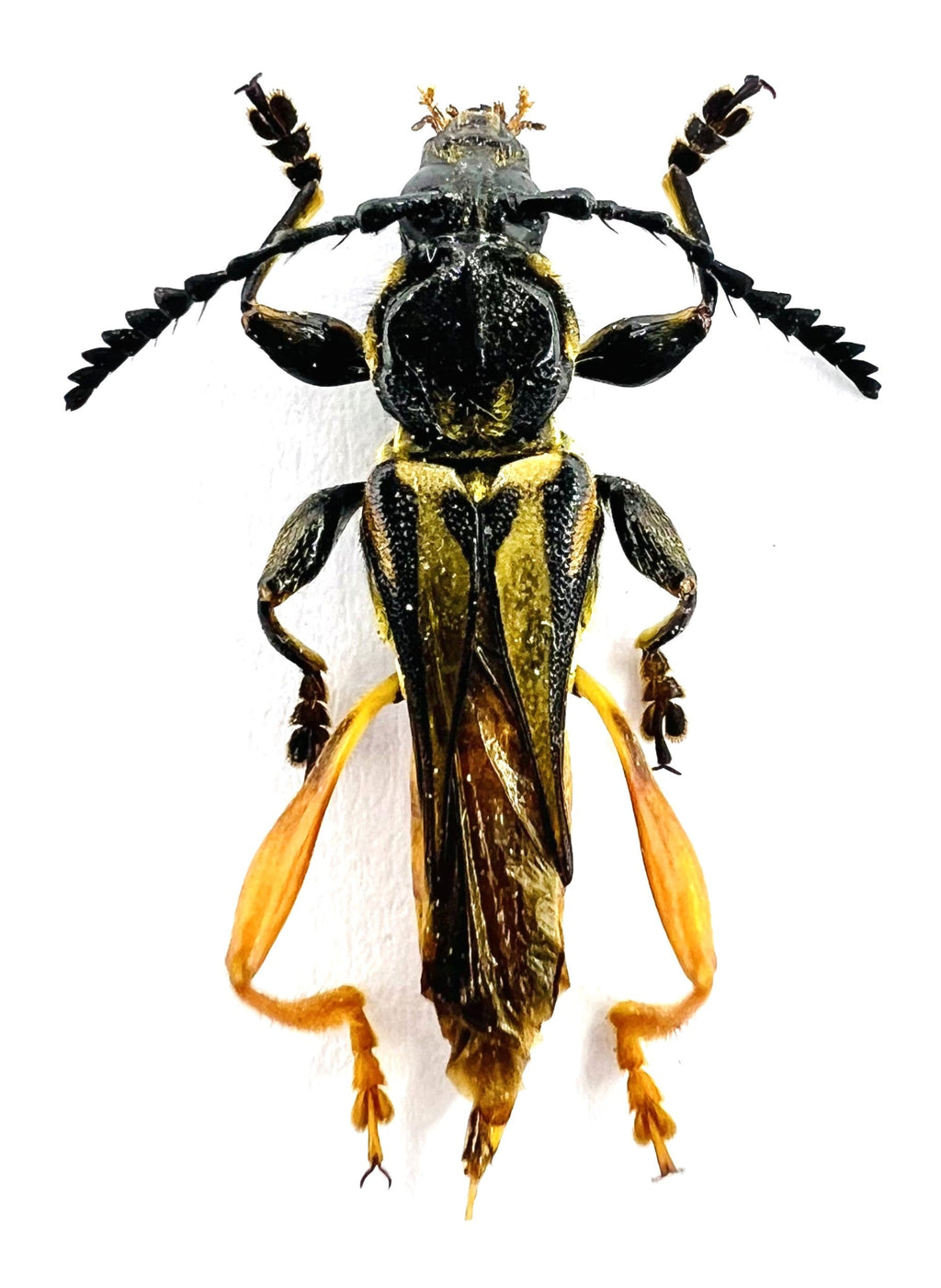 Acyphoderes abdominalis