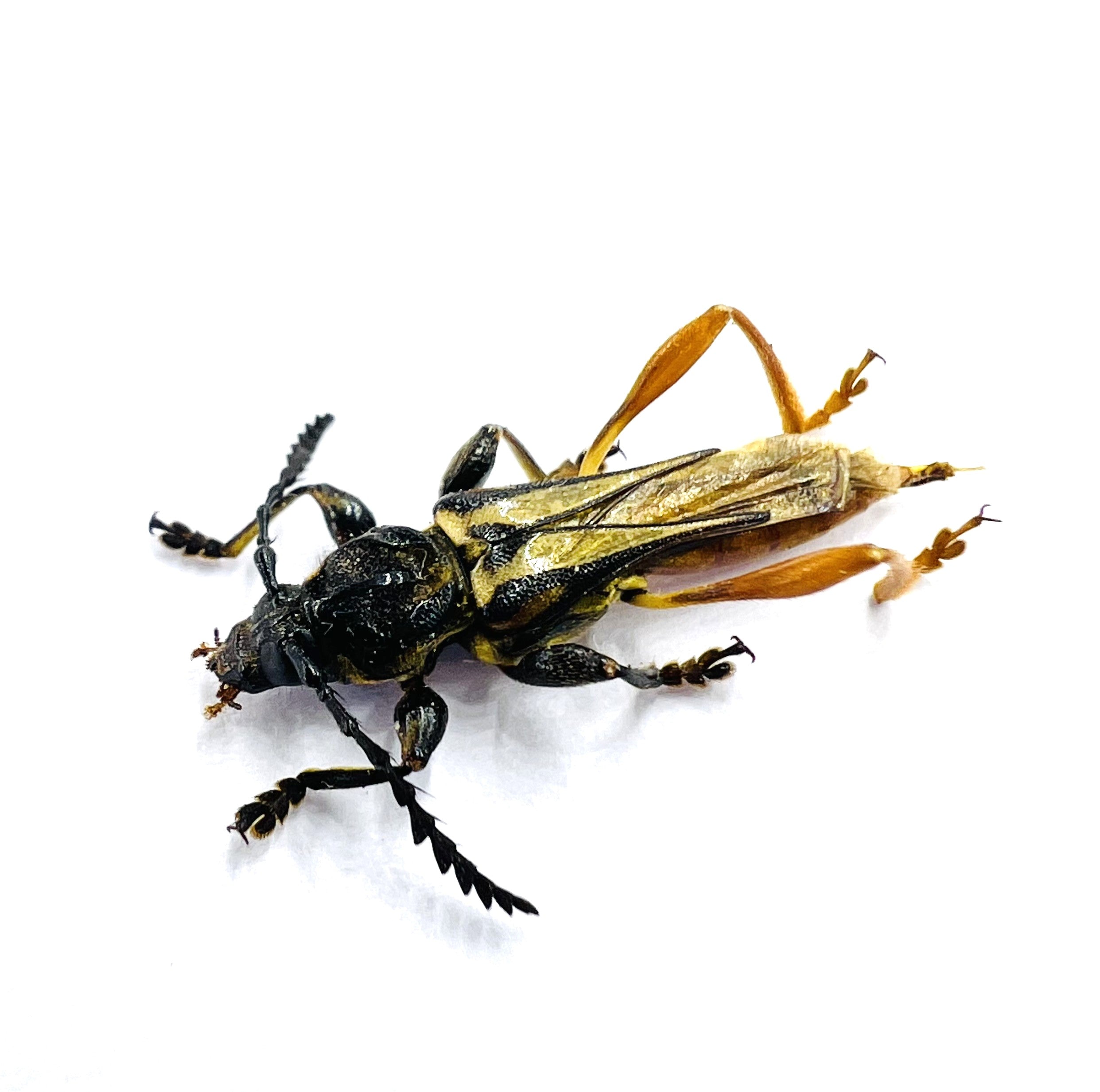 Acyphoderes abdominalis