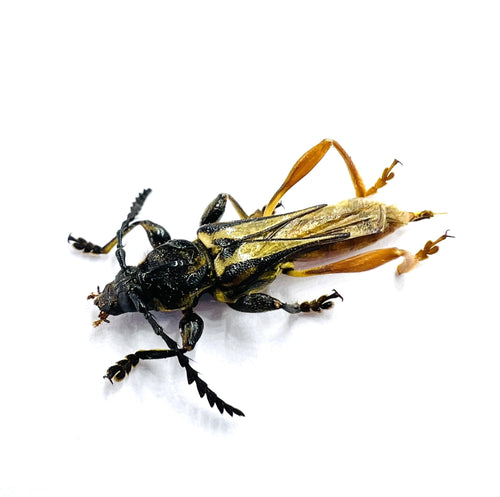 Acyphoderes abdominalis