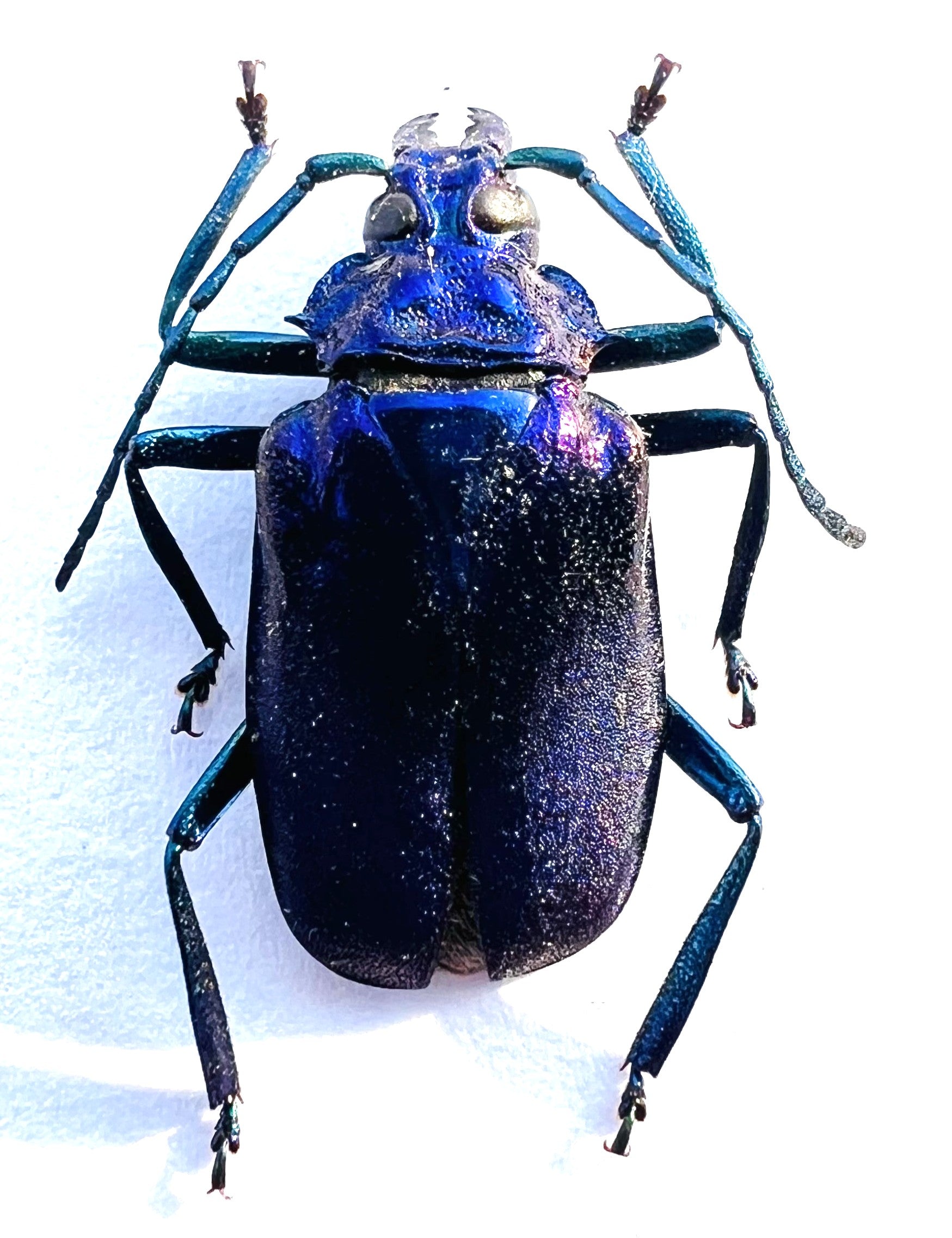 Esmeralda laetifica purple form