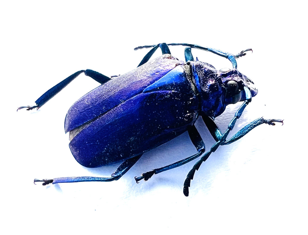 Esmeralda laetifica purple form