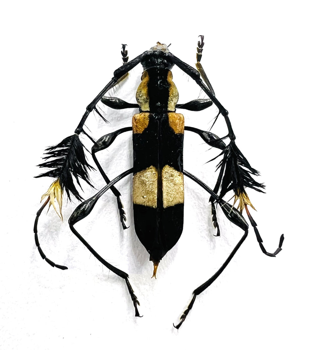 Cosmisoma ammiralis
