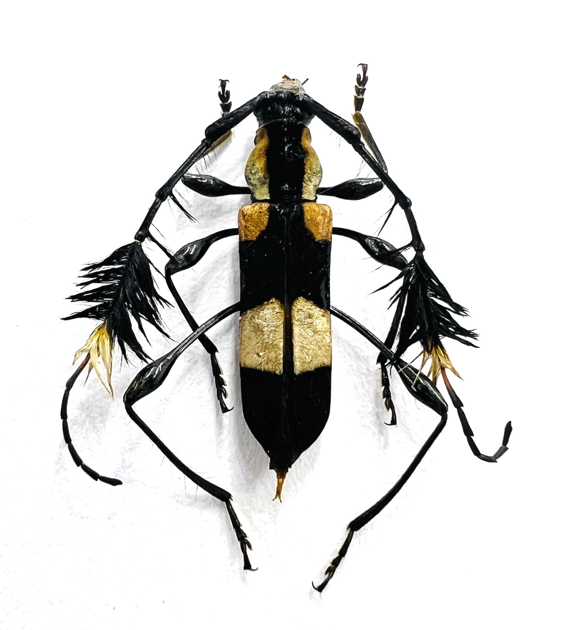 Cosmisoma ammiralis