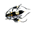 Cosmisoma ammiralis