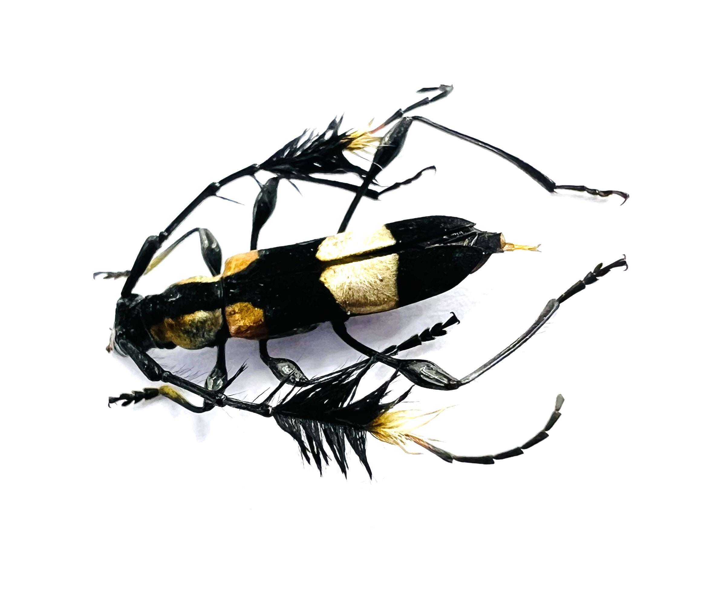 Cosmisoma ammiralis