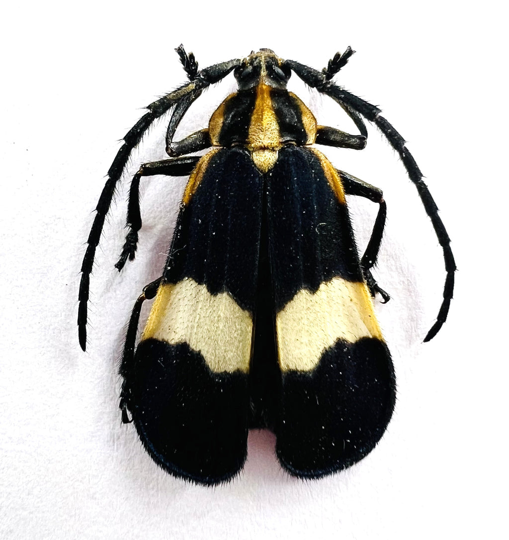 Deltosoma Lacordairei