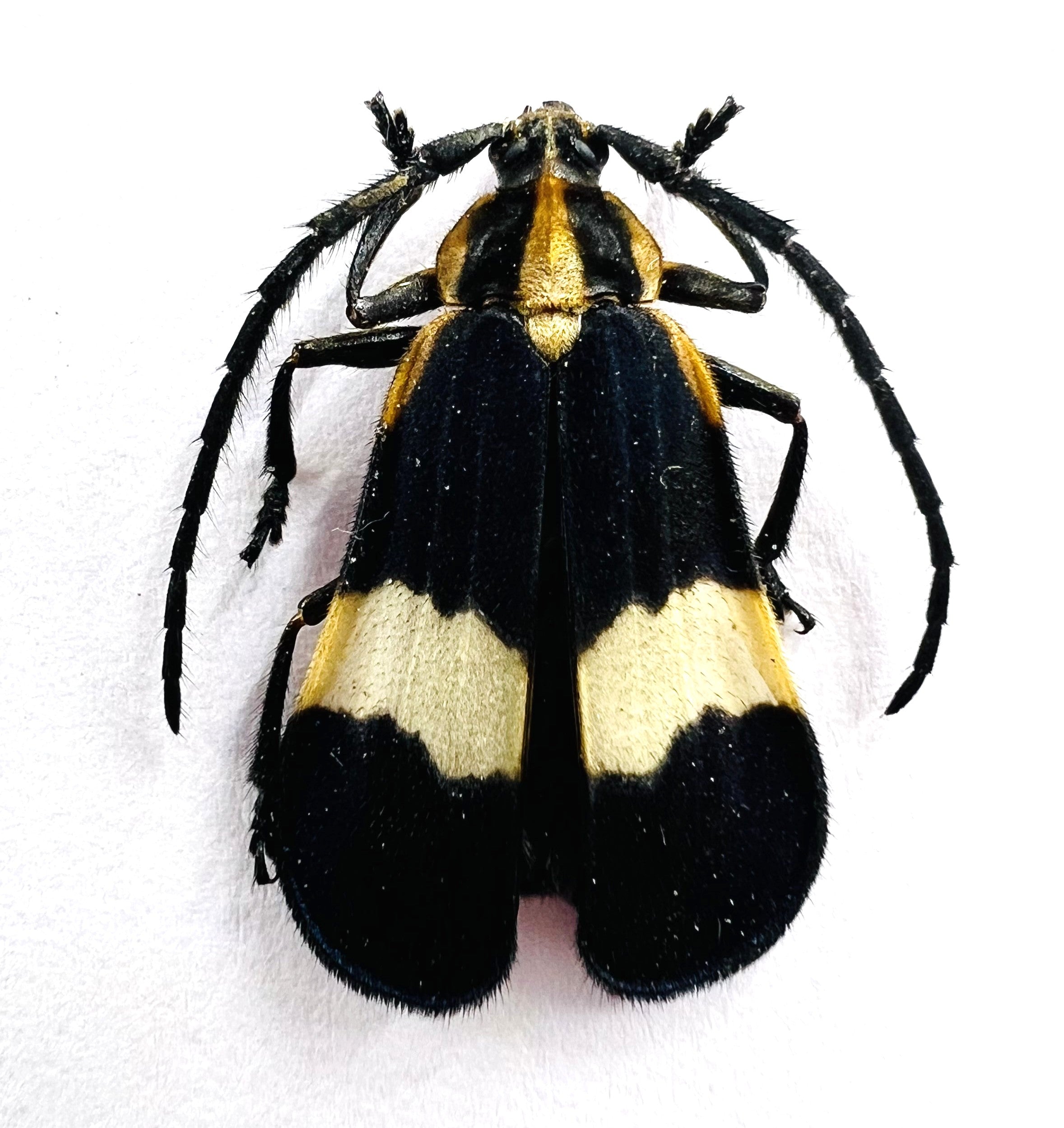 Deltosoma Lacordairei