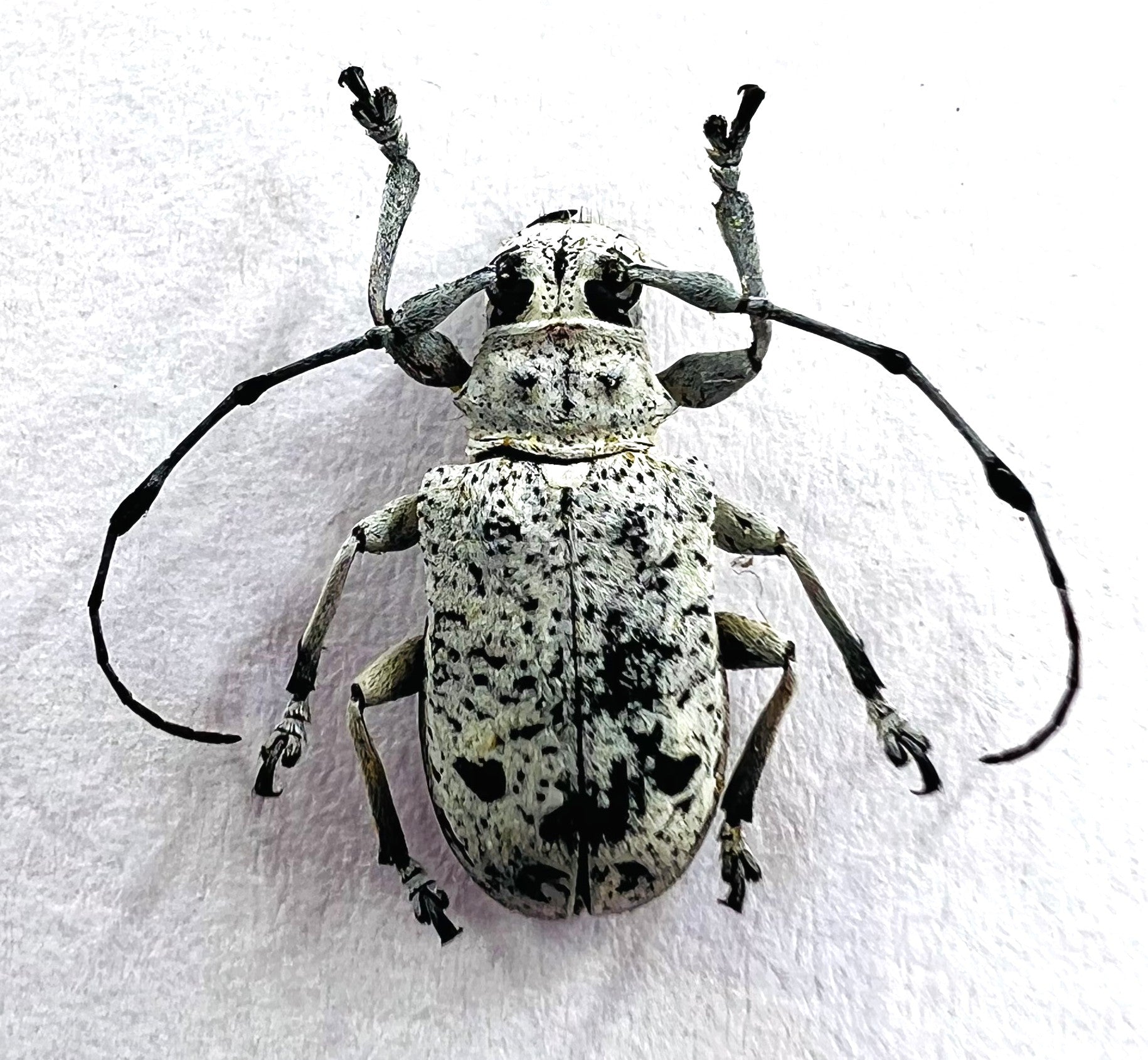 Fredlanella diringshofeni