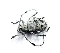 Fredlanella diringshofeni