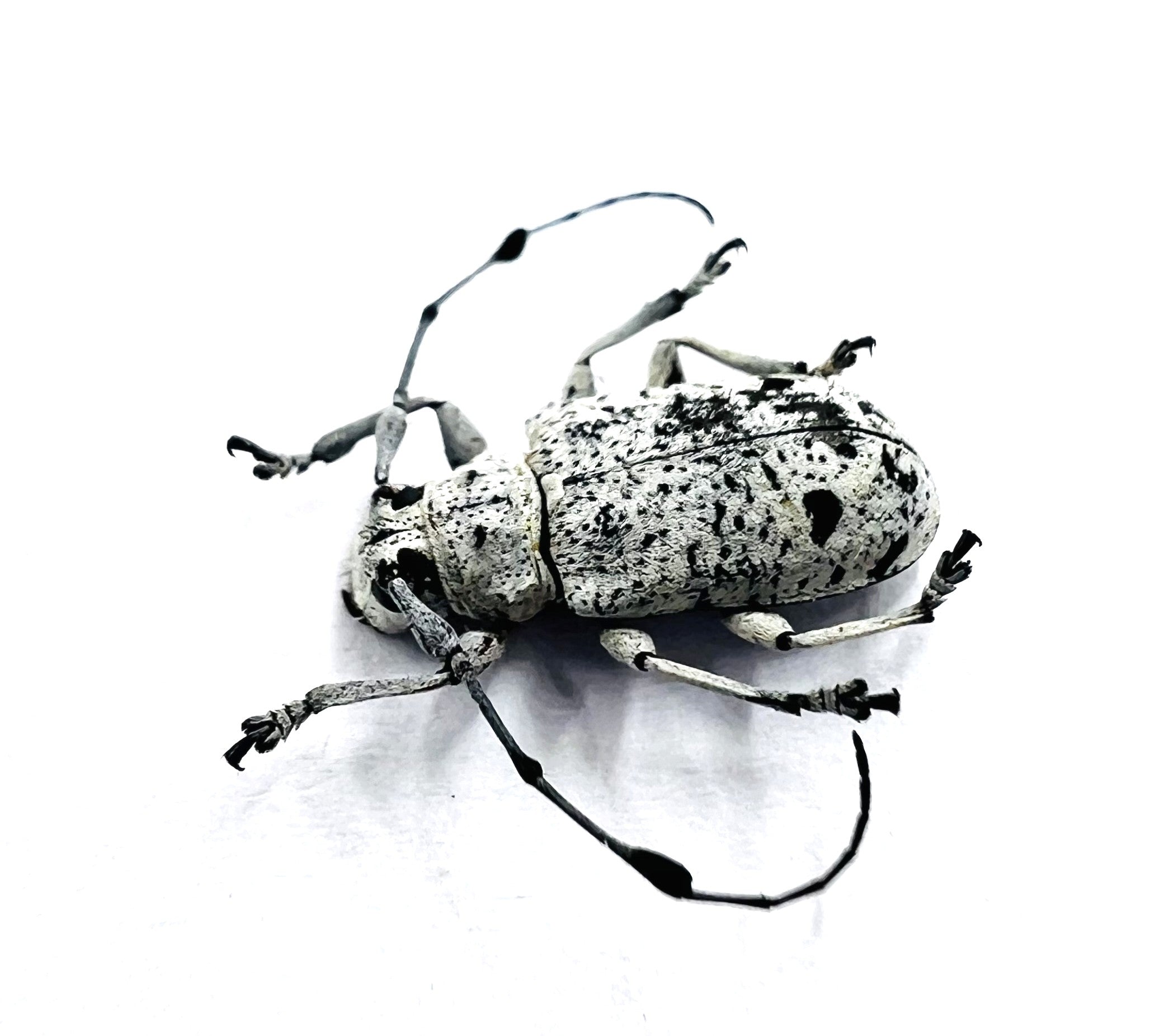 Fredlanella diringshofeni
