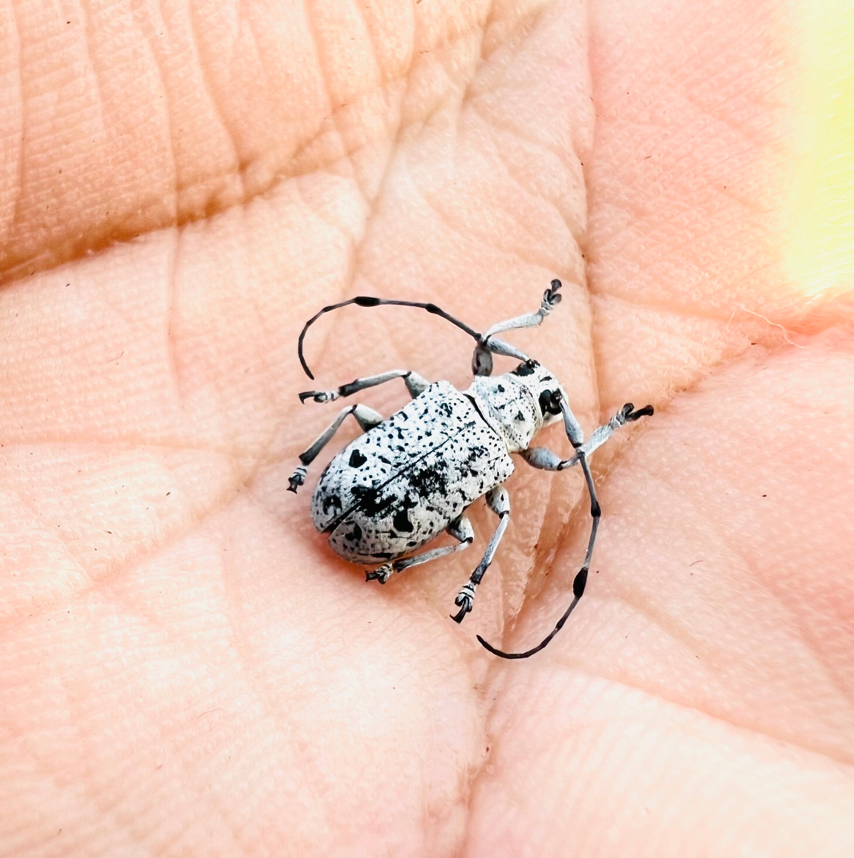 Fredlanella diringshofeni