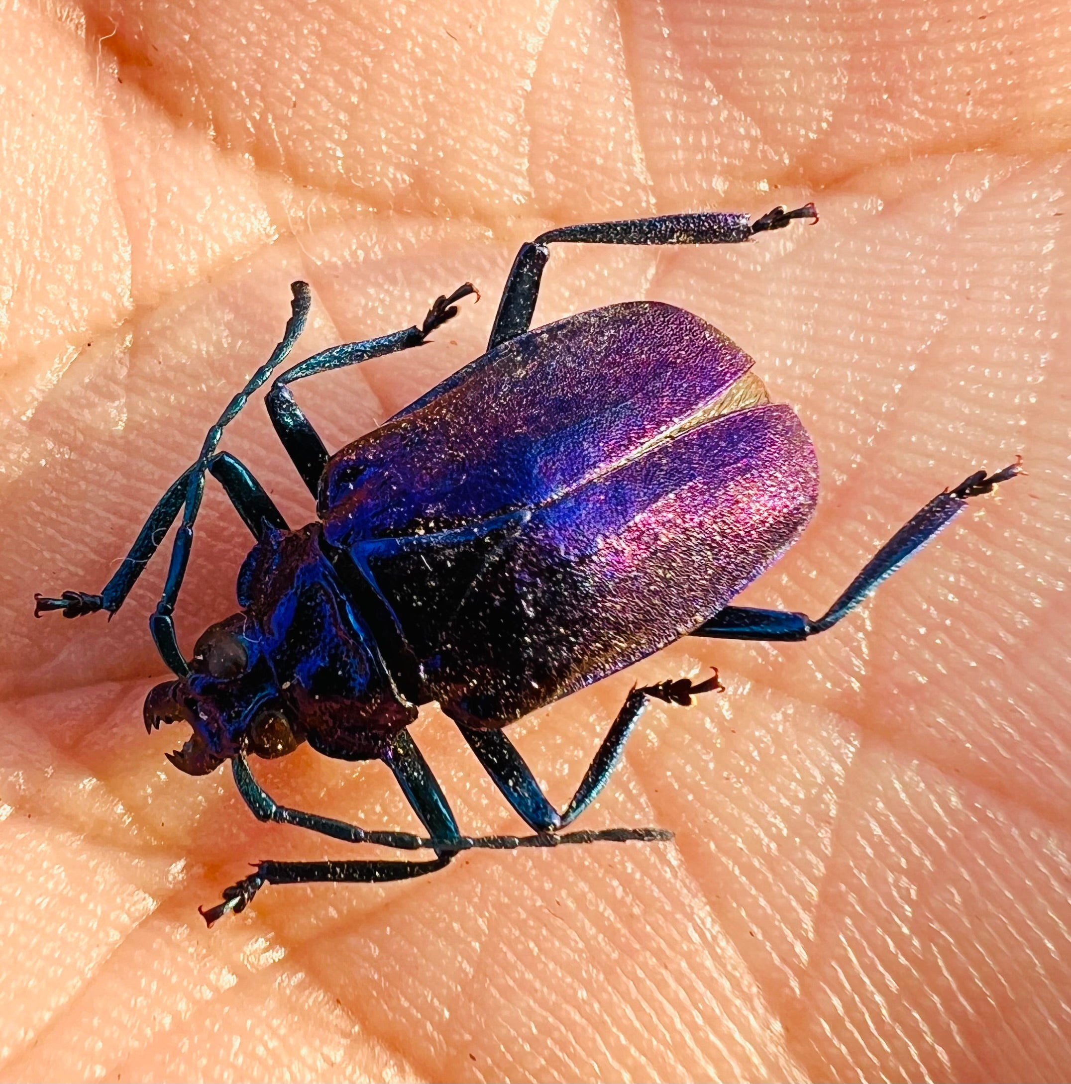 Esmeralda laetifica purple form