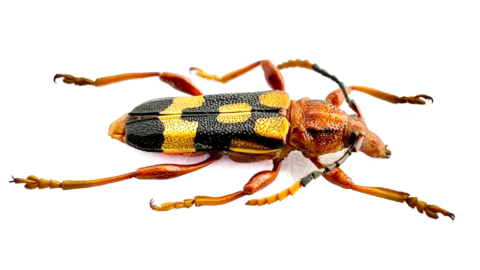 Rhinotragus lucasii