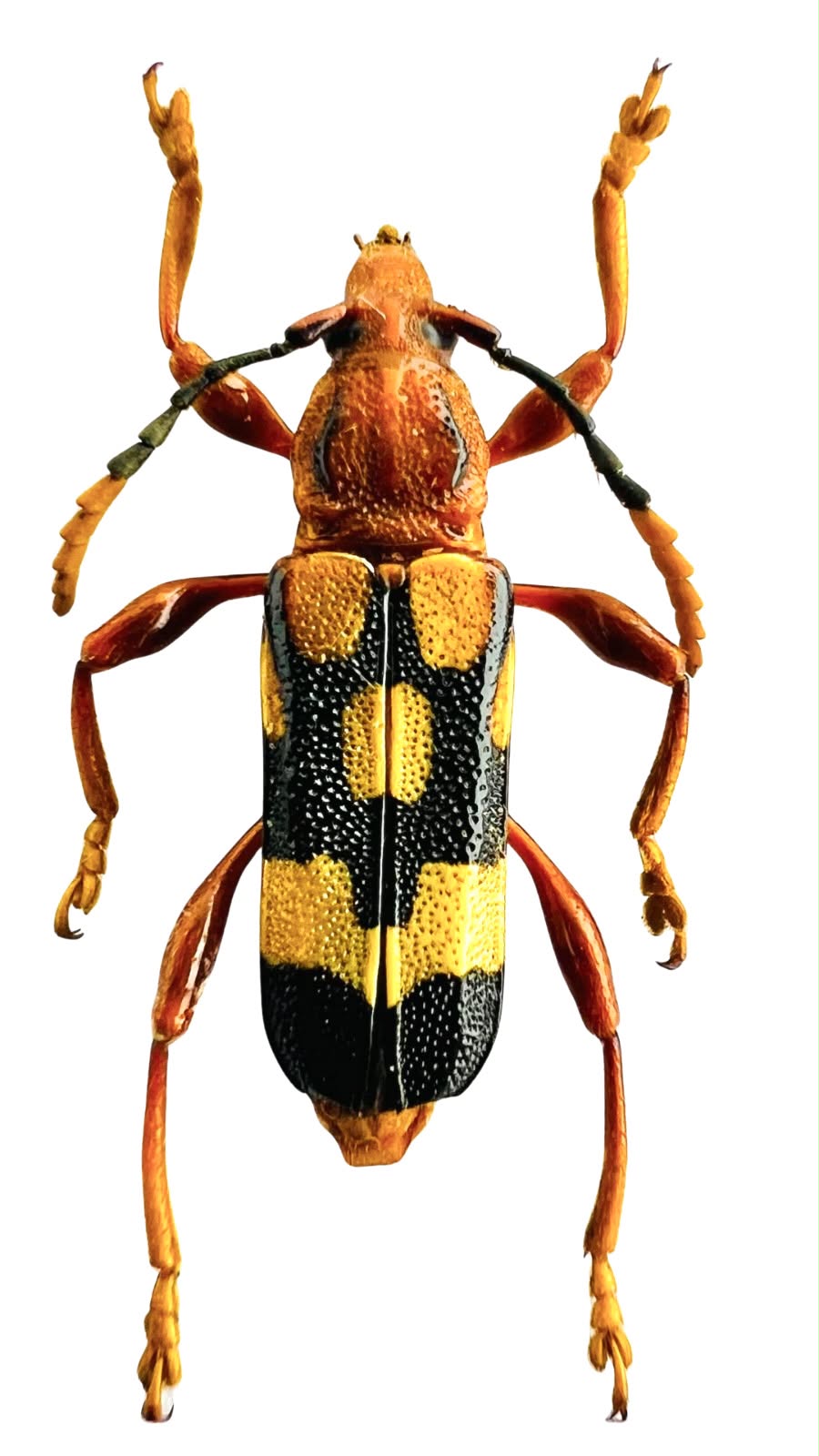 Rhinotragus lucasii