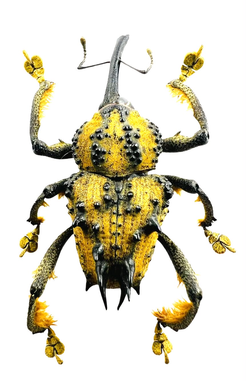 Ozhoperus muricatus