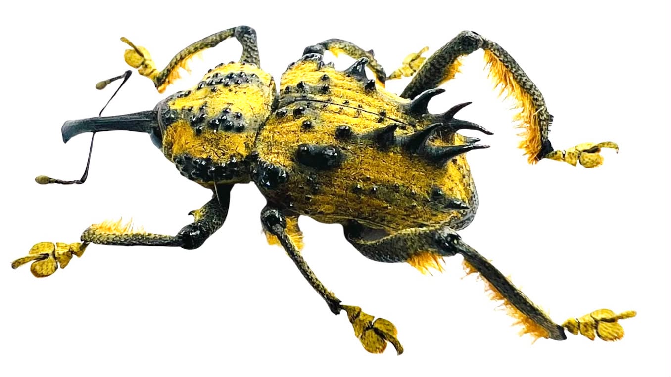 Ozhoperus muricatus